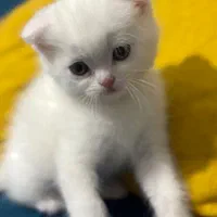 گربه
