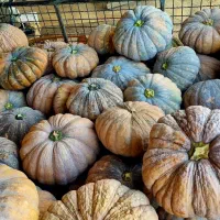 کدو انجیری (انجیلی)ضیابر|خوردنی و آشامیدنی|ضیابر, |دیوار