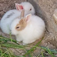 بچه خرگوش