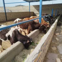 گوساله
