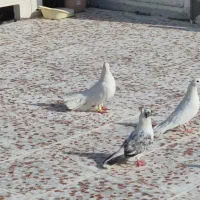 کبوتر سفید و دم چتری|پرنده|وحدتیه, |دیوار