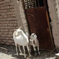 بز سانن یه زه داده با کهره ماده دوماه شیرمست چاق