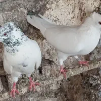 کفتر پرشی و خوش خال