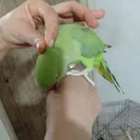 طوطی ملنگو حلقه پا ماده مست مست|پرنده|چهاردانگه (تهران), |دیوار