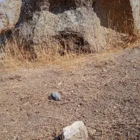 سنگ طلادار و شهاب سنگ دیگرسنگ عکس هاشونوگذاشتم