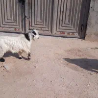 کهرنر