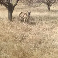 سگ ۴ساله گله ای|سگ|سراجو, |دیوار