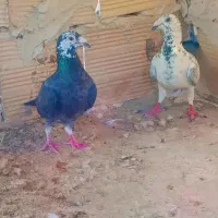 نروماده سوسکی