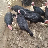 بوقلمون|حیوانات مزرعه|بکتاش, |دیوار