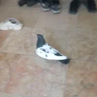 کفتر سینه گمشده