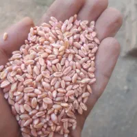 گندم پیشگام|خوردنی و آشامیدنی|بشاریات, |دیوار