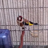 سهره بروجرد گل قفل