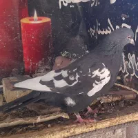 کبوتر بزک .کبوتر پاکستانی(رامپوری)|پرنده|شهرضا, |دیوار