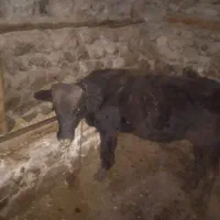 گوساله یک عدد نر ویک ماده فروش|حیوانات مزرعه|کلیبر, |دیوار