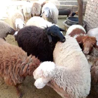 همه بره ها نر بزغاله هم هست|حیوانات مزرعه|اسفراین, |دیوار