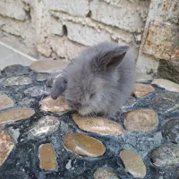 خرگوش لوپ