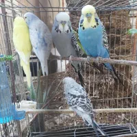 قناری سهره فنچ مرغ‌عشق انگلیسی فروش یا معاوضه|پرنده|شیراز, شاه قلی بیگی|دیوار