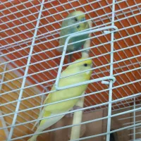 مرغ عشق|پرنده|بیرجند, |دیوار