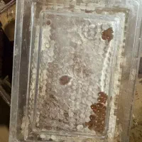 پخش عسل طبیعی