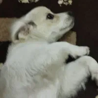 فروش سگ قیمت دو میلیون(20/000/000)|سگ|تبریز, |دیوار