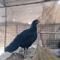 مرغ لاری خروس لاری خوب