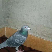 کبوتر نرمگس