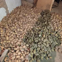 سیب زمینی برای دام