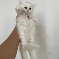 فروش فوری توله گربه