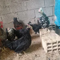 تعدادی نیمچه مرغ مینیاتوری و پاکوتاه|حیوانات مزرعه|برازجان, |دیوار