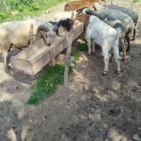 گوسفند ماده بره نر بز