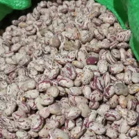 لوبیا چیتی تازه کاشت امسال|عمده‌فروشی|نظر کهریزی, |دیوار