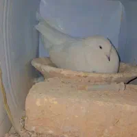 سفید پور|پرنده|شهرکرد, |دیوار