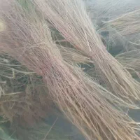 جاروتازه امسال