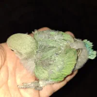 جوجه سرلاکی طوطی برزیلی|پرنده|تهران, تهرانپارس جنوبی|دیوار