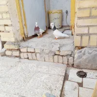 کبوتر طوقی ۲نر و۱ماده|پرنده|اهواز, ملاشیه|دیوار