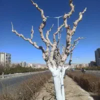 هرس درختان و نهال ها و خدمات باغبانی|خدمات باغبانی و درختکاری|فلاورجان, |دیوار