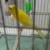 قناری کاکلی نر اماده