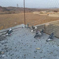 دوبر کبوتر مسافتی|پرنده|مشگین شهر, |دیوار