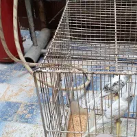 مرغ عشق سرحال بالغ