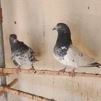 کبوتر پرشی