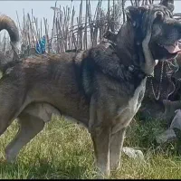 ا سگ کردی چهار ساله تایم دار چهارستون سالم