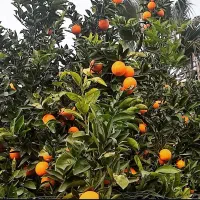 فروش باغ شهری ۵۰۰ متر