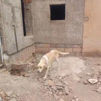 واگذاری سگ نگهبان دهن پاک نژادسرابی بزرگ