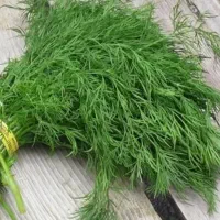 شوید خشک تمیز تازه|خوردنی و آشامیدنی|کازرون, |دیوار