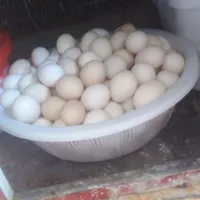 تخم مرغ محلی|خوردنی و آشامیدنی|شوشتر, |دیوار