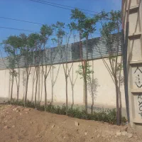 باغبانی باغچه کاری
