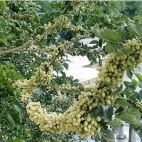 فروش انواع نهال‌های پیوندی