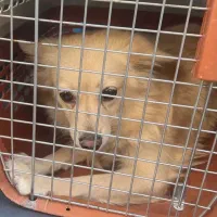 معاوضه با طوطی مرغ سگ آپارتمانی آرام|سگ|کرمان, |دیوار