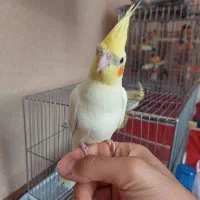 عروس هلندی با جوجه