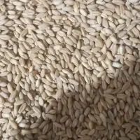 گندم بذری بوجار شده